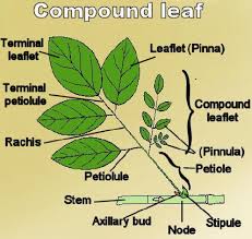 A leaf can be described as a thin and flat structure that is found in almost all plants. Compound Leaf