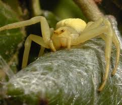 Araigne Insectes Araignee Et Phobie