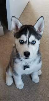 Siberianhusky Husky Puppy Siberian Husky Puppies White Siberian Husky