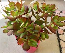 Why Do Succulents Turn Red Or Change Colors Succulent Plant Care