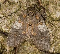 Image result for Pellaea angulosa