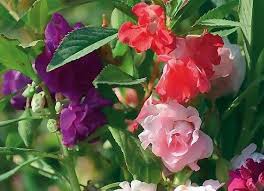 Impatiens Balsaminadwarf Mix Double Impatiens By Caribbeangarden 1 95 Bunga Ornamen