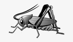 Please use and share these clipart pictures with your friends. Cricket Clip Art Cricket Bug Transparent Png 869x434 Free Download On Nicepng