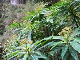 Image result for Euphorbia pseudopetiolata