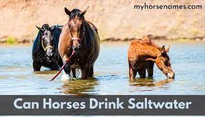Can Horses Drink Salt Water Revealing Myth Equine Desire