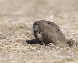 They said they are the 3 board members of the hoa , and are here so he can sign his membership papers. How To Get Rid Of Gophers Garden Design