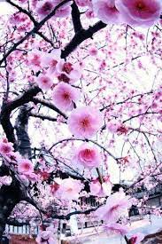 Suzanne Lepage Suzannelepage1 Blossom Trees Japanese Cherry Blossom Cherry Blossom Tree
