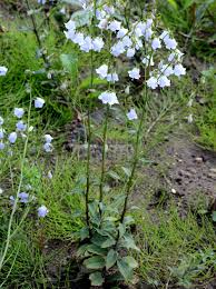 Image result for Monopsis stellarioides