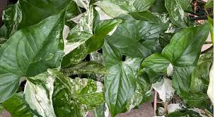 Image result for Monadenium herbaceum