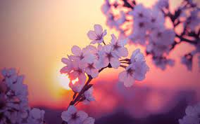 Huge collection, amazing choice, 100+ million high quality, affordable rf and rm images. Flower Free Screensaver Wallpapers Flowers Blooming Flowers Facebook Cover Photos