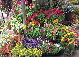 Outdoor Plants Springfield Or Grays Gardens