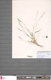 Image result for Urochloa xantholeuca