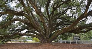 Scientists have estimated that several famous oak trees are over 1,000 years old! Live Oaks Have Long Lives