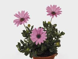 Image result for Dimorphotheca