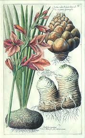 Image result for Gladiolus microspicatus