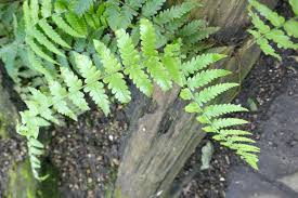 Image result for Arthropteris