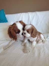 Sir benny and dam miss southern bell. Cute X1000 King Charles Puppy King Charles Cavalier Spaniel Puppy Cute Baby Animals