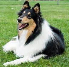 Training Rough And Smooth Collies The Sensible Way Rough Collie Sheltie Dogs Collie Dog