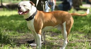 They are part of american culture and history, and may be used as a cultural icon for the united states. American Bulldog Hundefutter