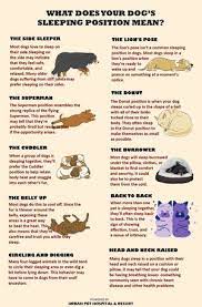 Maybe you would like to learn more about one of these? Calameo What Does Your Dog Sleeping Position Mean