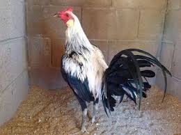 Pecinta ayam telah memahami bahwa ayam peru memiliki harga yang sangat mahal hingga jutaan rupiah. 49 Ayam Peru Ideas Game Fowl Rooster Rooster Breeds