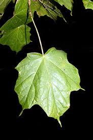 There is some taxonomic disagreement between specialists which can lead to confusion for gardeners. Virginia Tech Dendrology Fact Sheet