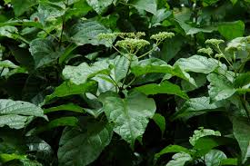 Image result for Premna