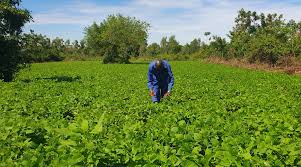 Yellow bean farming in Kenya
