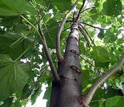 Maybe you would like to learn more about one of these? Paulownia Fast Growing Empress Tree