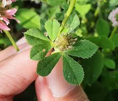 Image result for Trifolium isthmocarpum