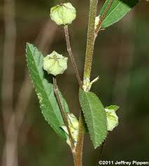 Image result for Sida rhombifolia