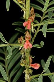 Image result for Indigofera pseudodyeri