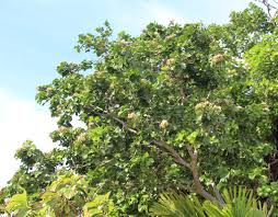 Image result for Intsia