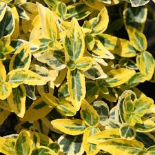 Image result for Euonymus fortunei