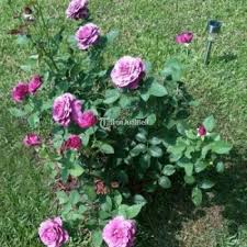 Jual benih eceran seribuan sayuran daun petanirumahan bisa cod bayar ditempat. Bibit Benih Biji Bunga Mawar Ungu Purple Rose Import Di Jakarta Pusat Tribunjualbeli Com