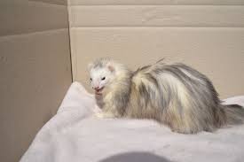 Full Angora Jills Looking For Pet Home Attleborough Norfolk Pets4homes Angora Ferret Pet Ferret Ferret