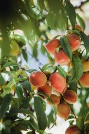 Both columnar and dwarf fruit trees are easily grown in buckets, which means you can relocate them inside when the weather turns chilly. Fruit Trees North American Tree Service Blog Tree Service Lawrenceville Ga