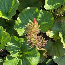 Image result for Gunnera perpensa