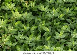 Image result for Oplismenus