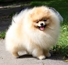 A Well Brushed Pomeranian With A Super Light Trim Long Haired Dogs Need Their Paws Trimmed To Keep Their Paws Tidy And Pomeranian Puppy Pomeranian Dog Puppies
