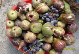 Résultat de recherche d'images pour "patlican incir"