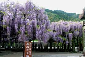 Image result for Wisteria