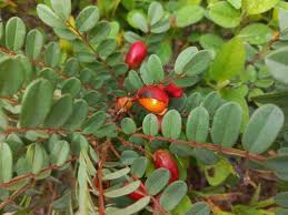 Image result for Rourea orientalis