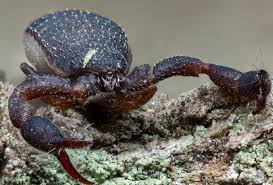 Image result for Pseudoconyza