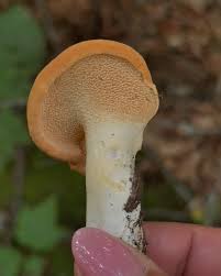 Image result for Hydnum repandum