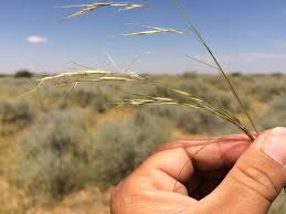 Image result for Aristida pilgeri