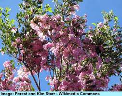 Jacaranda is a genus of 49 species of flowering plants in the family bignoniaceae, native to tropical and subtropical the species are shrubs to large trees ranging in size from 20 to 30 m (66 to 98 ft) tall. Types Of Flowering Trees With Pictures For Easy Identification