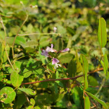 Image result for Asclepias adscendens