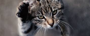 It helps them stretch their muscles and groom their claws. How To Keep Cats From Scratching Leather Furniture Home Remedies Aprendelo Todo