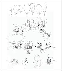 Image result for Gymnosporia tenuispina